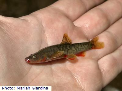 Loach Minnow