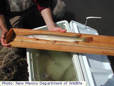 Longnose Gar