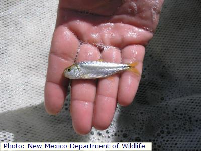 Mexican Tetra