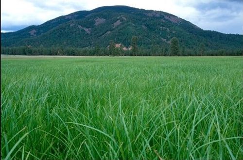 Montane-Subalpine Wet Shrubland and Wet Meadow)