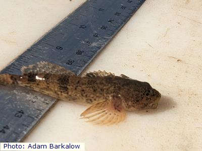 Mottled Sculpin