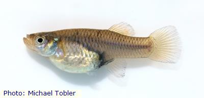 Pecos Gambusia