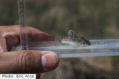Pecos Pupfish
