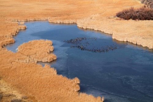 Perennial Marsh:Cienega:Spring:Seep