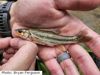 Rio Grande Chub