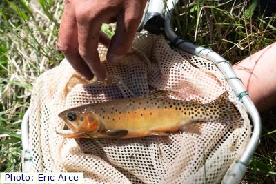 Rio Grande Cutthroat Trout
