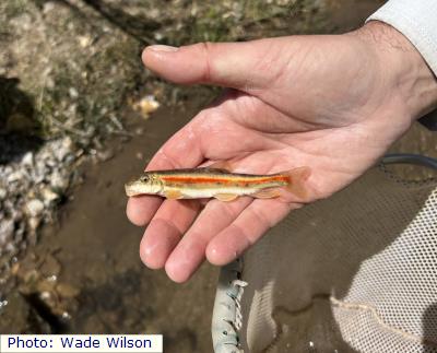 Rio Grande Sucker