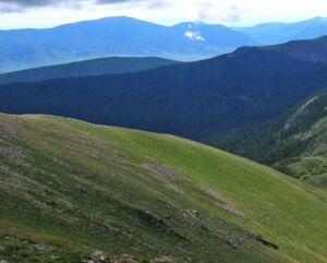 Rocky Mountain Alpine Vegetation