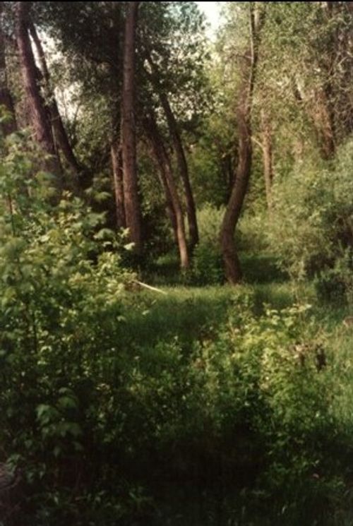 Rocky Mountain Montane Riparian Forest