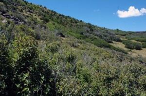 Rocky Mountain Montane Shrubland