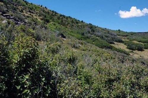 Rocky Mountain Montane Shrubland