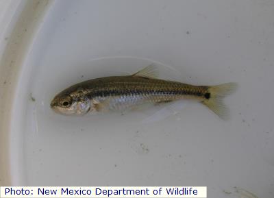 Roundnose Minnow