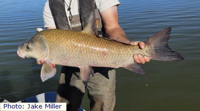 Smallmouth Buffalo