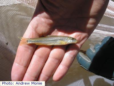 Suckermouth Minnow