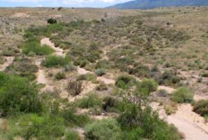 Warm-Desert Arroyo Riparian Scrub