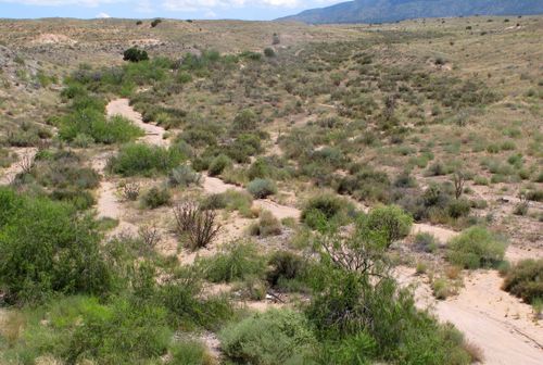 Warm-Desert Arroyo Riparian Scrub