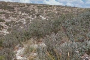 Warm Interior Chaparral