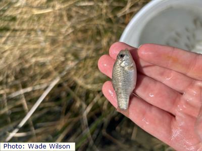 White Sands Pupfish