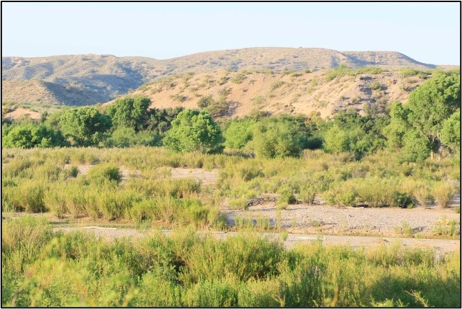 Southwest Lowland Riparian Shrubland