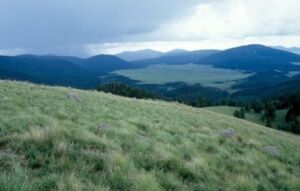 Madrean Montane Forest and Woodland