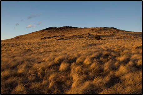 Intermountain Dry Shrubland and Grassland)