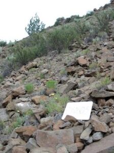 Cliff, Scree, and Rock Vegetation