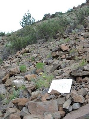 Cliff, Scree, and Rock Vegetation)