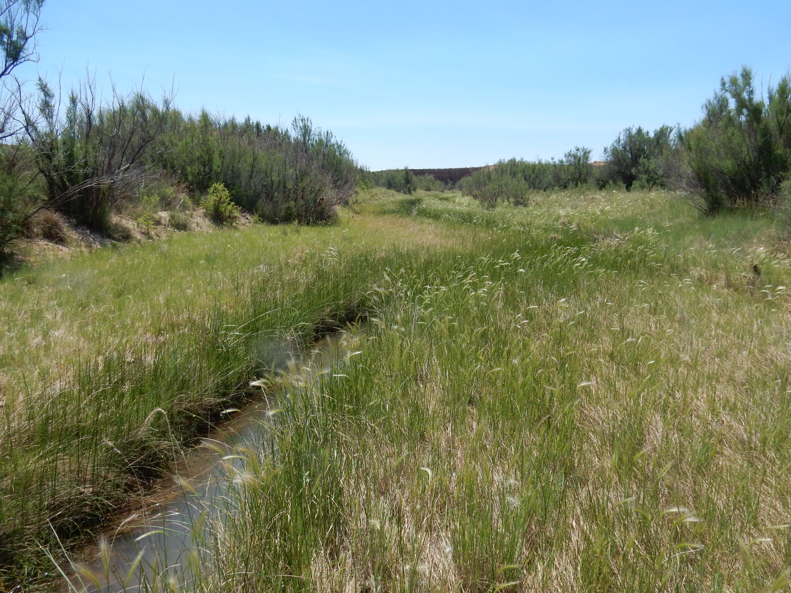 Arid West Interior Freshwater Emergent Marsh)