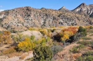 Southwest Lowland Riparian Forest