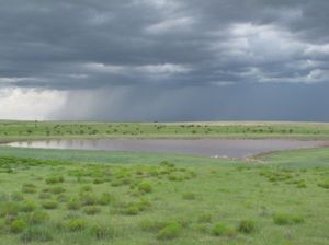Great Plains Wet Meadow, Marsh, and Playa