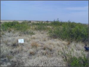 Chihuahuan Ruderal Grassland