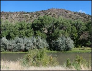 Introduced Riparian Vegetation