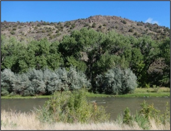 Introduced Riparian Vegetation)