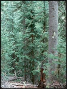 Rocky Mountain Subalpine-High Montane Conifer Forest