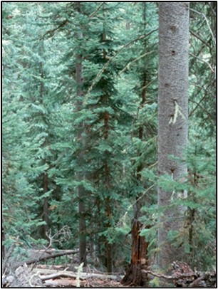 Rocky Mountain Subalpine-High Montane Conifer Forest