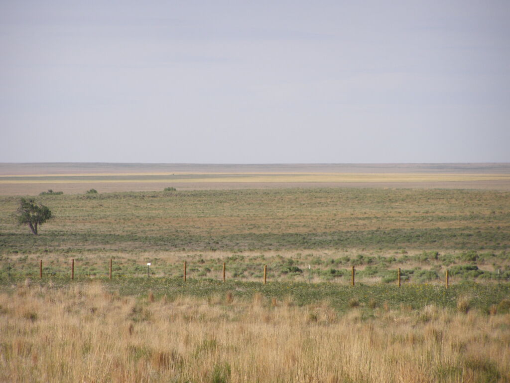 Great Plains Ruderal Grassland and Shrubland