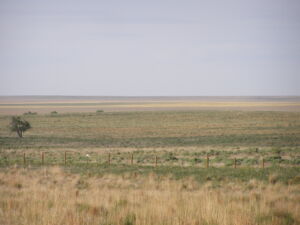 Great Plains Ruderal Grassland and Shrubland