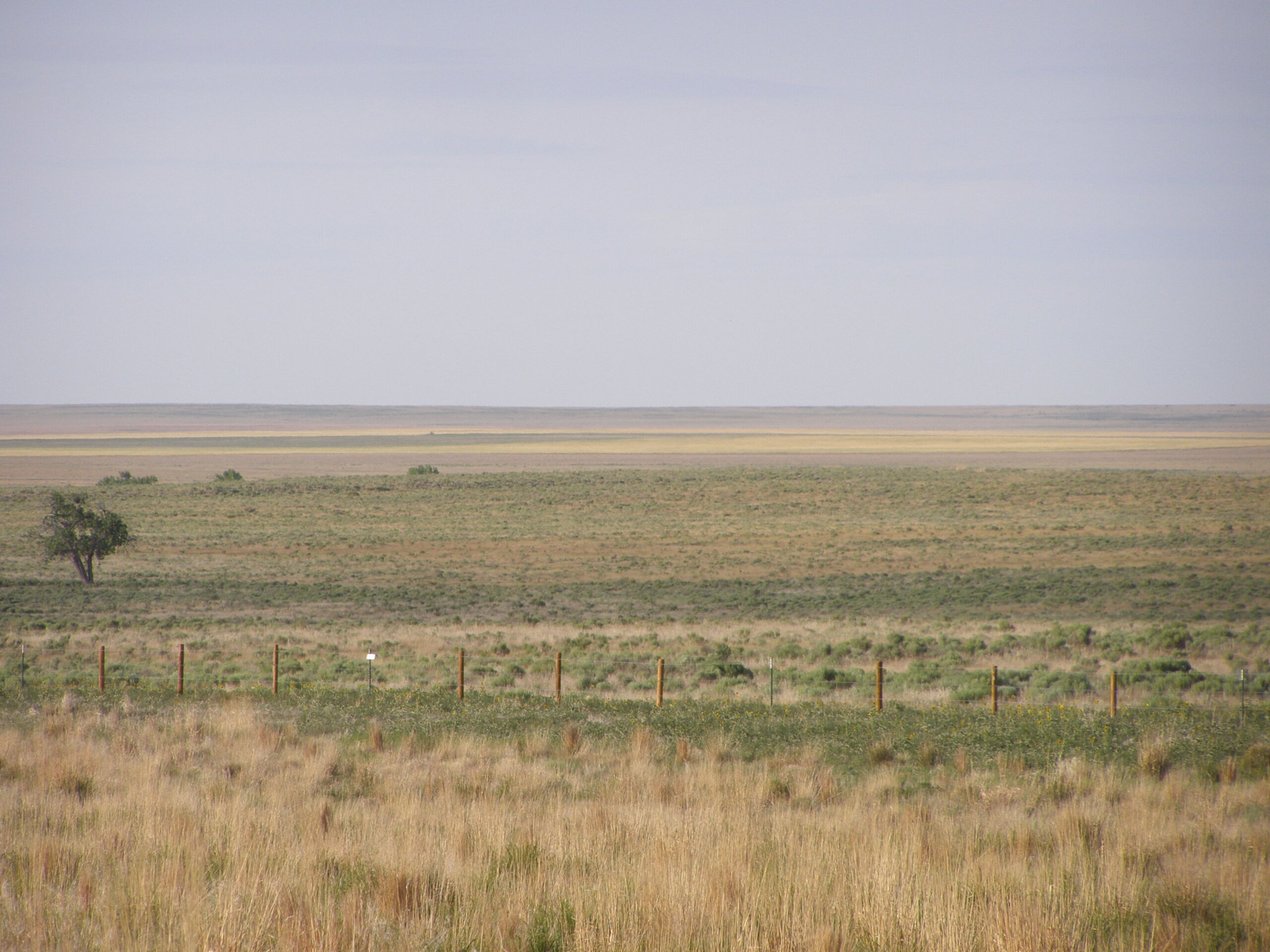Great Plains Ruderal Grassland and Shrubland)