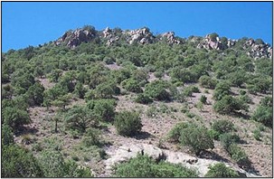 Madrean Lowland Evergreen Woodland
