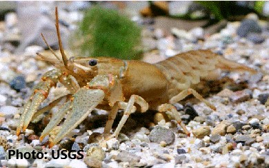 Crustaceans