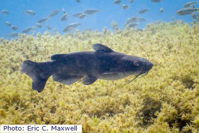 Headwater Catfish