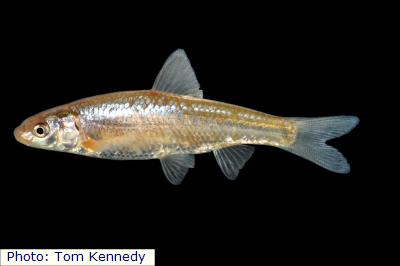 Plains Minnow