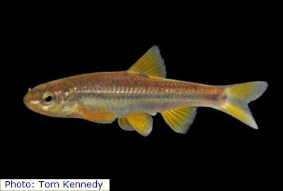 Roundnose Minnow