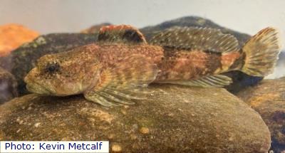 Mottled Sculpin