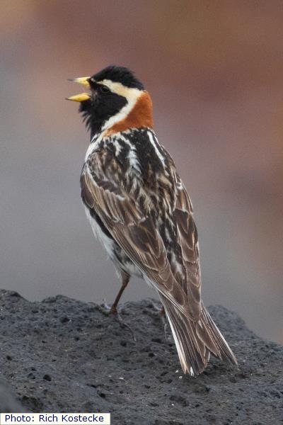 Lapland Longspur