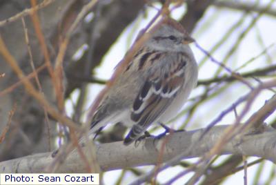 American Tree Sparrow