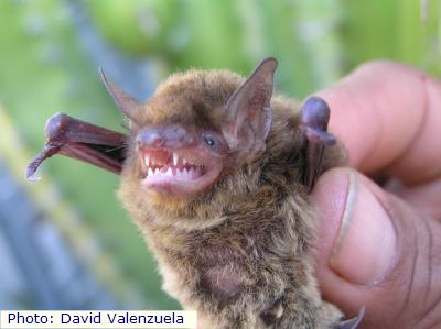 Cave Myotis
