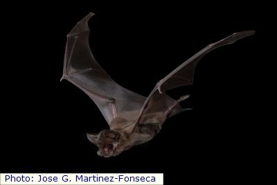 Big Free-tailed Bat