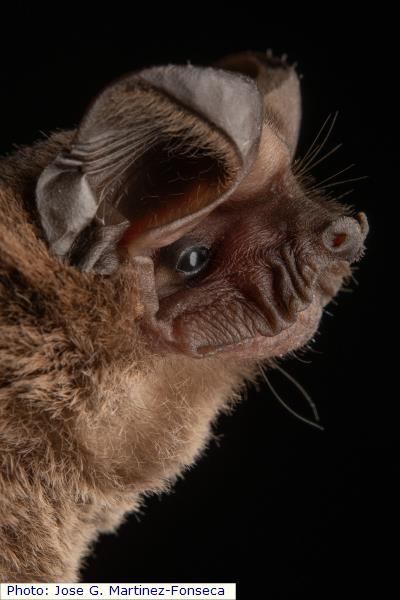 Pocketed Free-tailed Bat