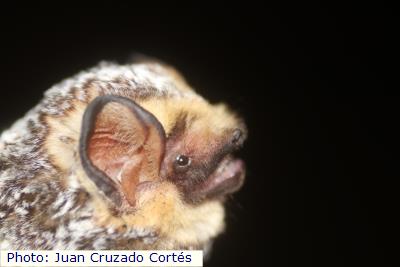 Hoary Bat